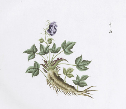 牛扁中草藥國(guó)畫(huà)素材插畫(huà)國(guó)畫(huà)