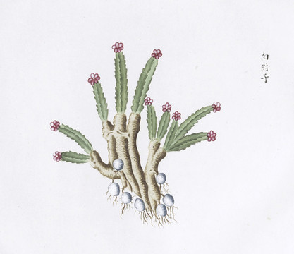 白附子中草藥國畫素材插畫國畫