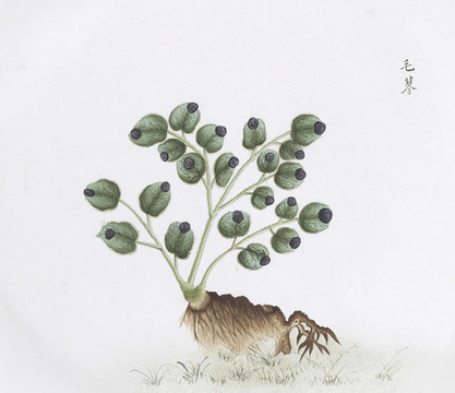 毛蓼中草藥國(guó)畫素材插畫國(guó)畫