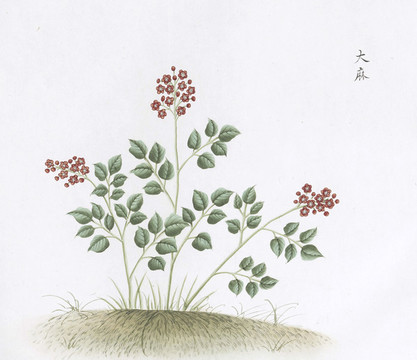 大麻中草藥國(guó)畫素材插畫國(guó)畫