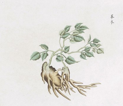 拳參中草藥國畫素材插畫國畫