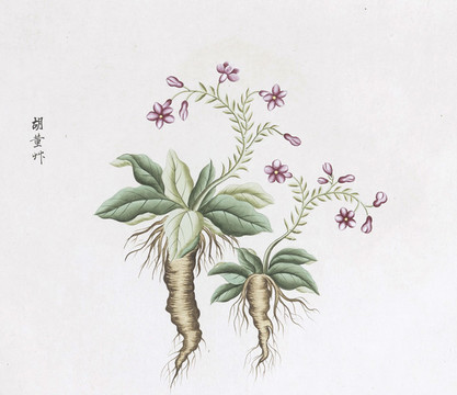 胡堇草中草藥國畫素材插畫國畫
