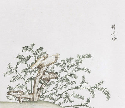 錦平峰中草藥國畫素材插畫國畫