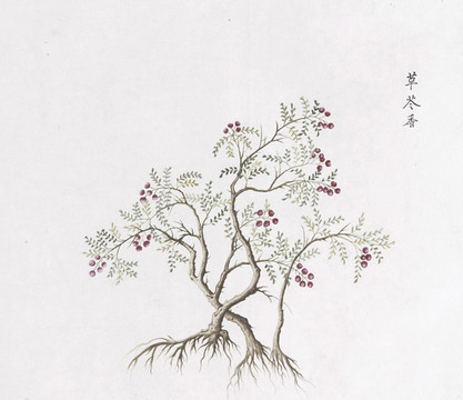 草苓香中草藥國(guó)畫素材插畫國(guó)畫
