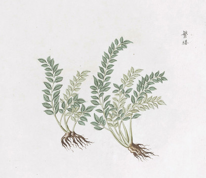 繁縷中草藥國(guó)畫素材插畫國(guó)畫