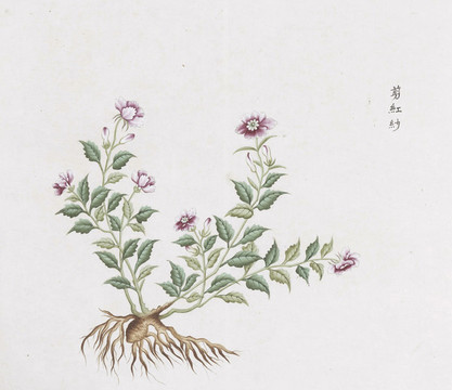 剪紅紗中草藥國畫素材插畫國畫