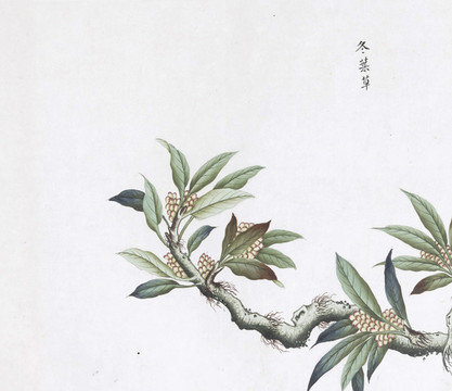 冬葉草中草藥國(guó)畫素材插畫國(guó)畫
