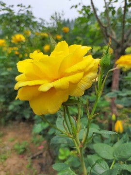 月季花