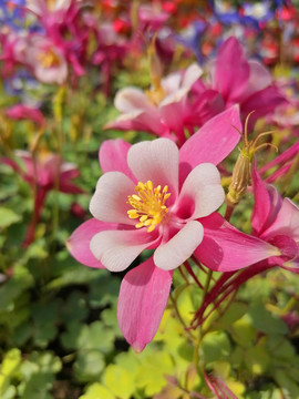 耬斗菜花