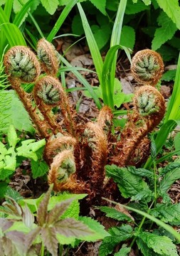 蕨類植物