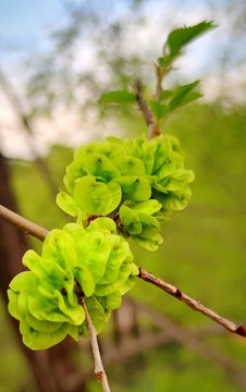 榆樹(shù)錢