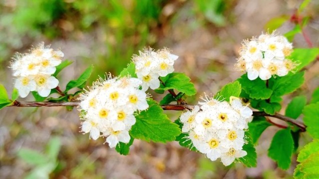 千里繡線菊