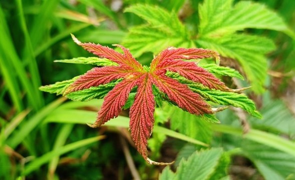 紅葉