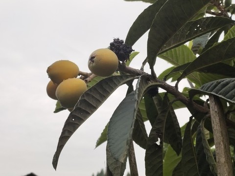 紅枇杷