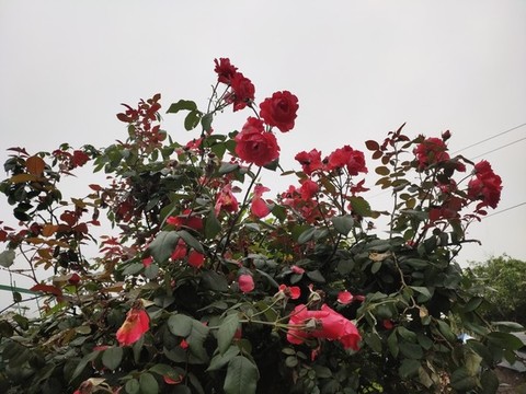 月季花