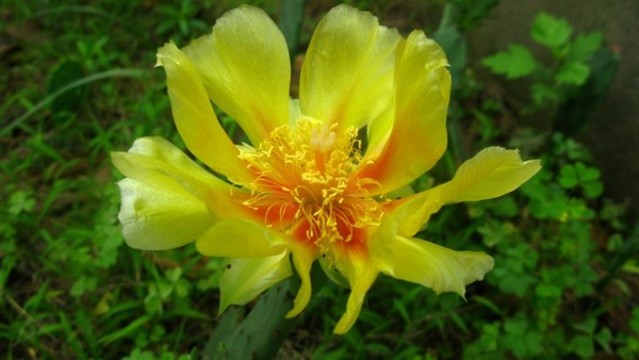 仙人掌花