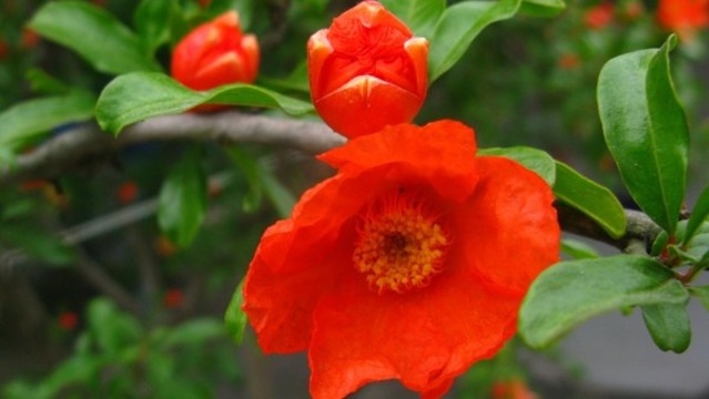 石榴花