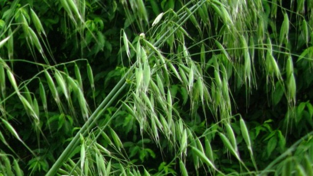 野燕麥