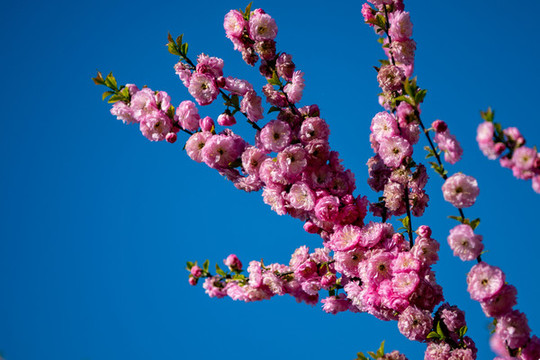 榆葉梅開花