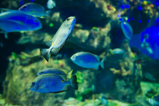 海洋館