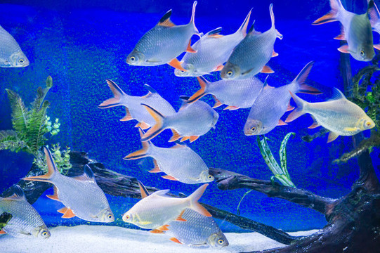 海洋館