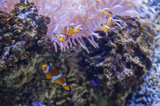 小丑魚