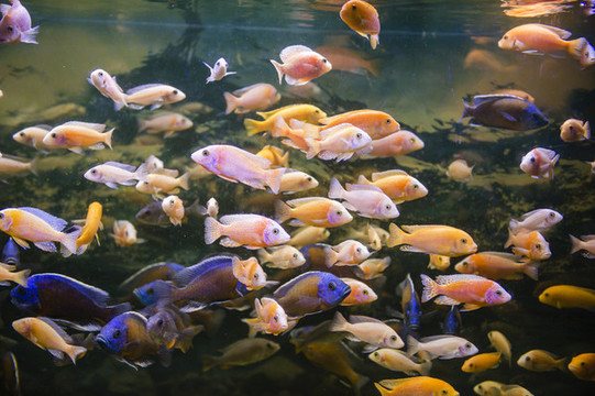 熱帶魚