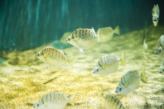 熱帶觀賞魚(yú)