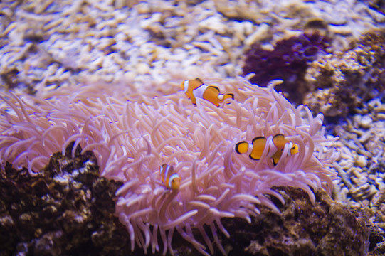小丑魚