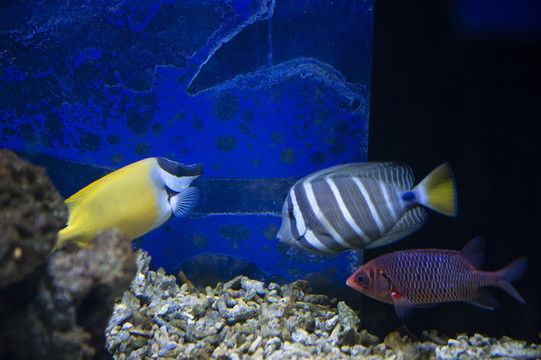 珍珠大帆吊魚和狐貍魚