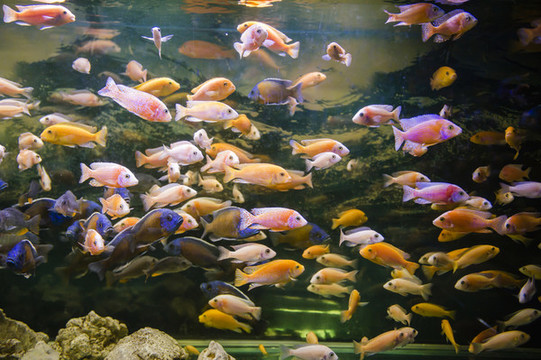 熱帶觀賞魚