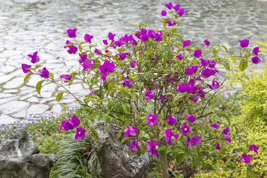 葉子花