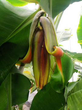 香蕉花