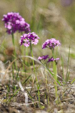 華紫球花報(bào)春三月花野花藥材