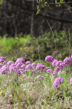 華紫球花報(bào)春三月花野花藥材