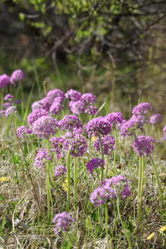 華紫球花報春三月花野花藥材