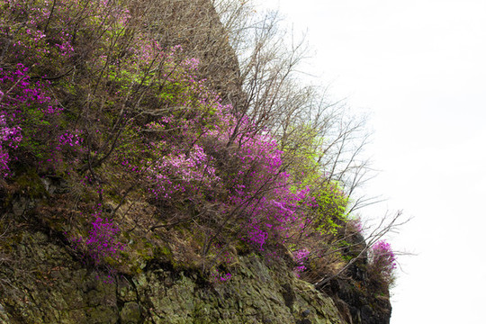 春暖花開興安杜鵑火山地貌噠香