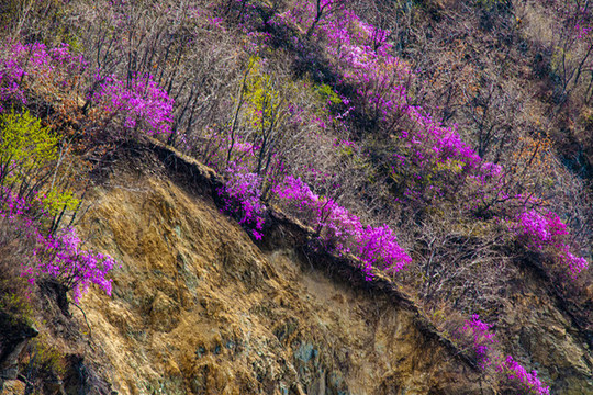 興安杜鵑春暖花開懸崖峭壁火山