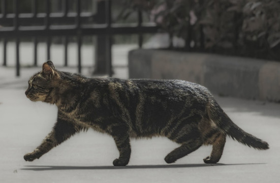 貓