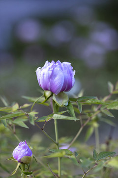 牡丹花牡丹