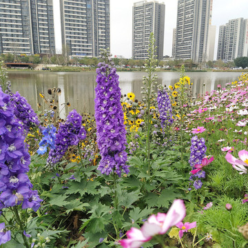 紫色飛燕草