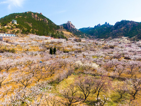 少山杏