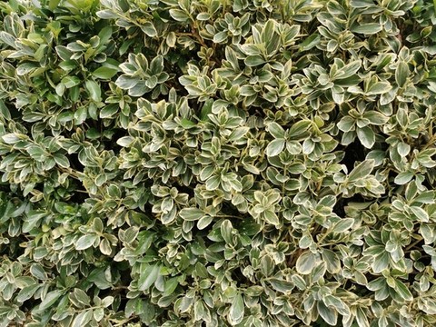 花葉黃楊灌木貼圖材質(zhì)素材