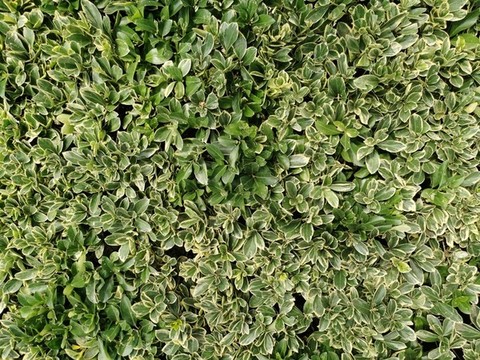 花葉黃楊灌木貼圖材質素材