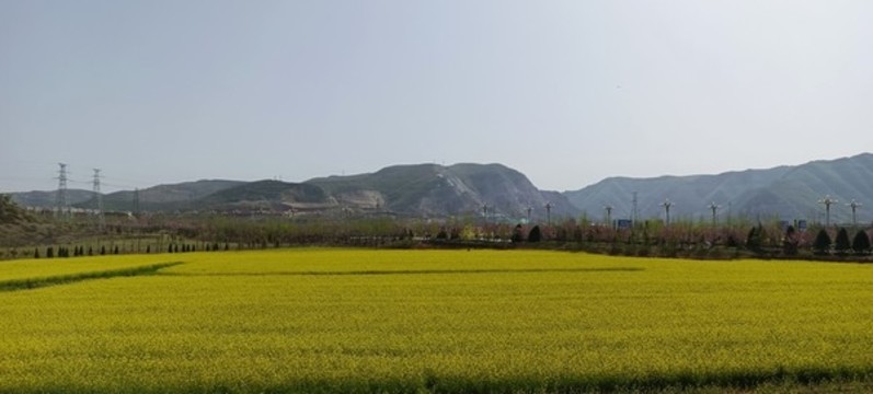 油菜花田