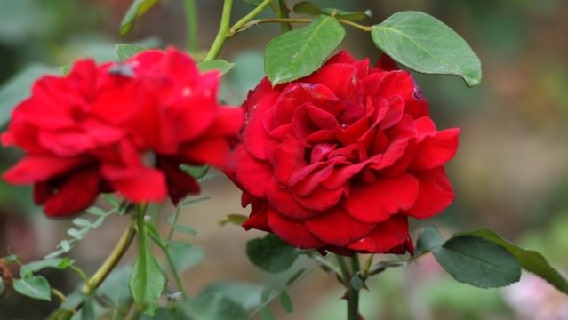 月季花