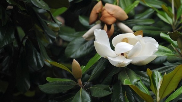 荷花玉蘭