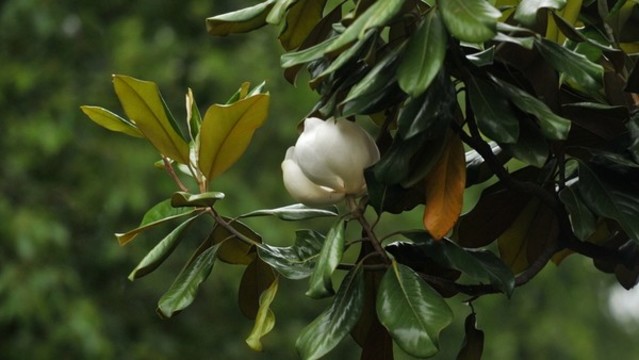 荷花玉蘭