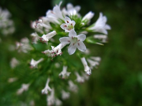 澤珍珠菜
