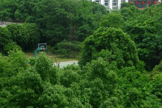綠樹煙癮的籃球場